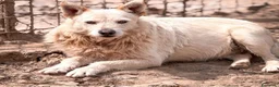 Meticcio cani in regalo: Fischietto - Annuncio 1