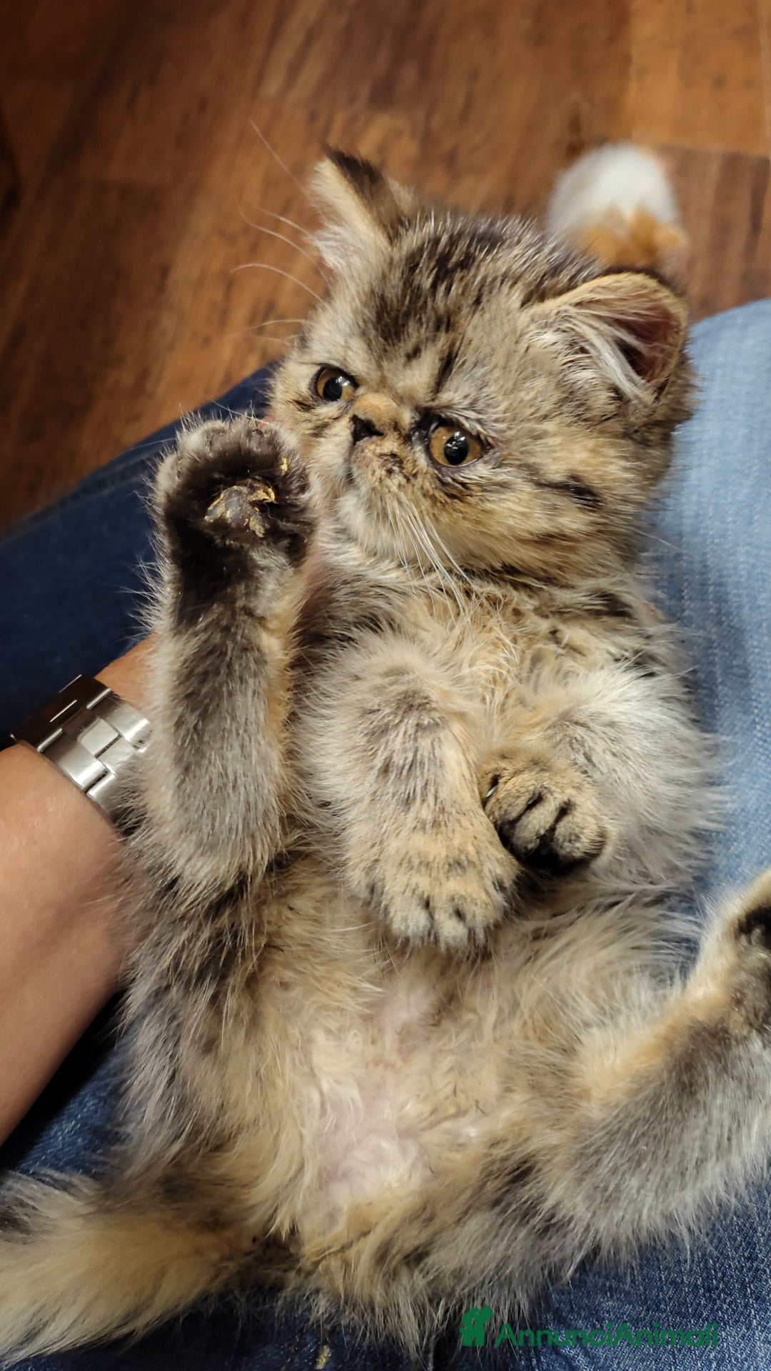 Exotic Shorthair gatti in vendita: Cuccioli Exotic e Persiani - Annuncio 2