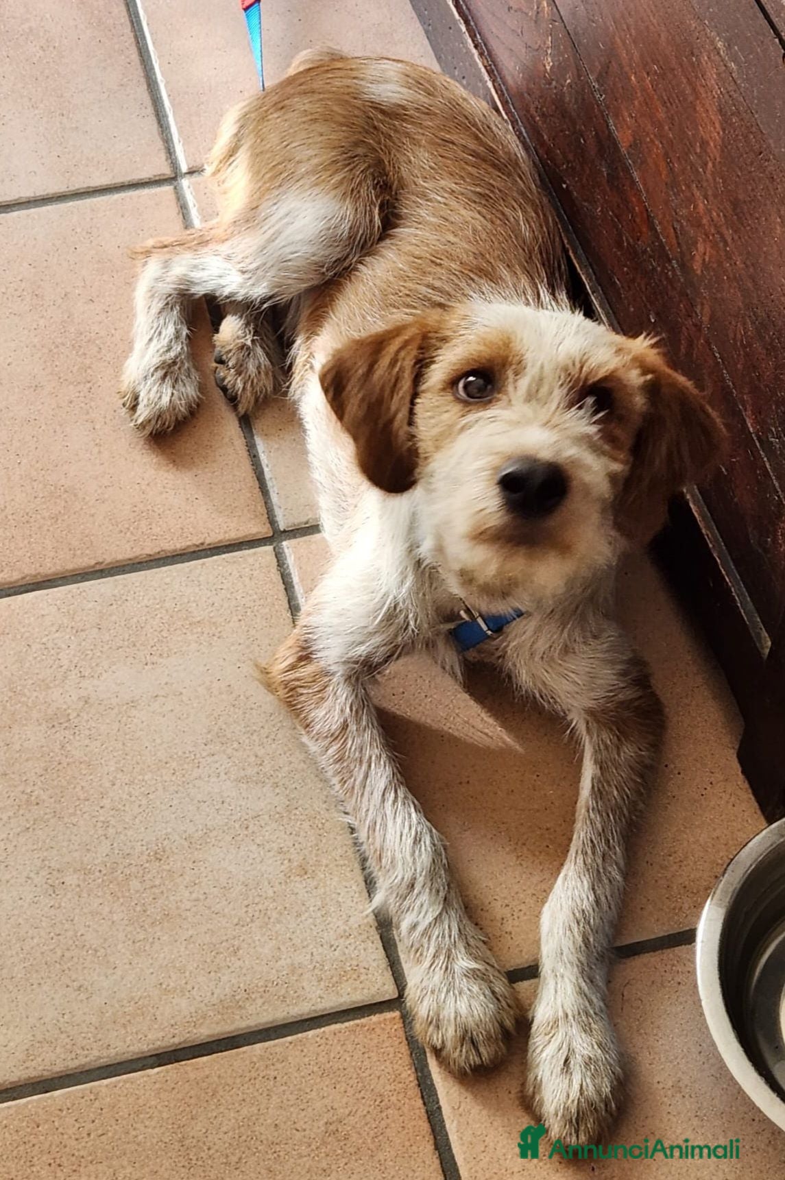 Meticcio cani 1anno kg10 SE NON TROVA TORNA AL SUD!MILANO SOS - Annuncio 19