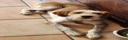 Meticcio cani in regalo: 1anno kg10 SE NON TROVA TORNA AL SUD!MILANO SOS - Annuncio 1