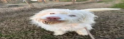 Meticcio cani in regalo: BUTTATO VIA DALLA SUA FAMIGLIA  a Città Metropolitana di Bologna - Annuncio 6