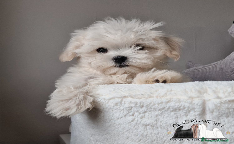 Maltese cani a Province of Vicenza - Annuncio 1