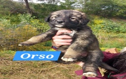 Meticcio cani in regalo: COFFY e ORSO cucciolini  IN REGALO a Città metropolitana di Catania - Immagine 5
