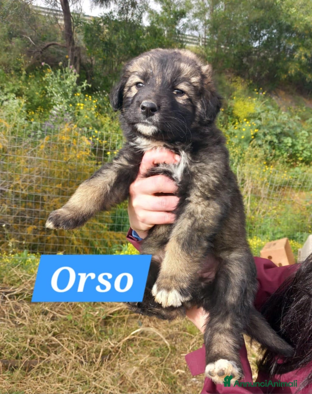 Meticcio cani in regalo: COFFY e ORSO cucciolini  IN REGALO a Città metropolitana di Catania - Immagine 5