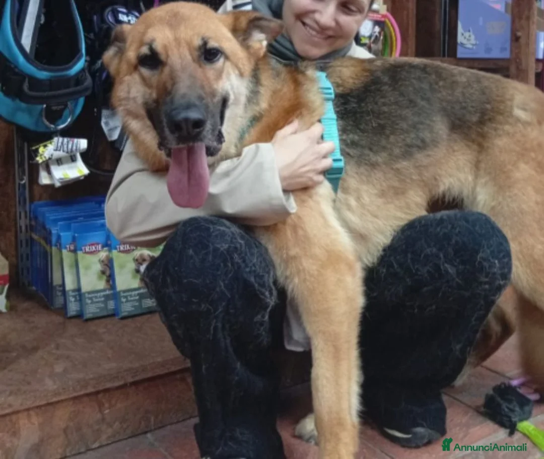Pastore Tedesco cani in regalo: Bella 6anni Pastore Ted. nn può tornare in canile - Annuncio 10