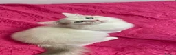 Ragdoll gatti in vendita: Ragdoll blu Bicolore  - Annuncio 5