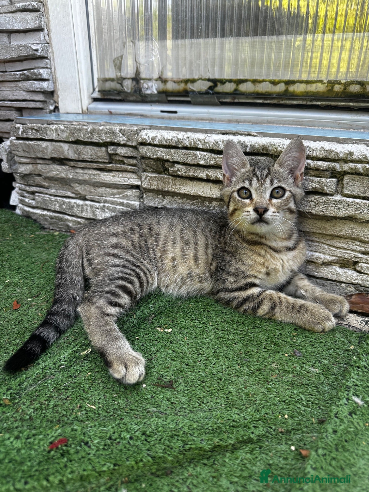 Altre razze gatti Gattina dolcissima - Annuncio 2