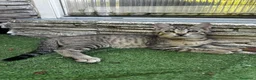 Altre razze gatti in regalo: Gattina dolcissima - Annuncio 1
