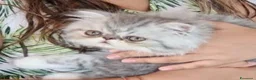 Persiano gatti in vendita: Gattino Persiano Cincillà  a Città metropolitana di Cagliari - Annuncio 5