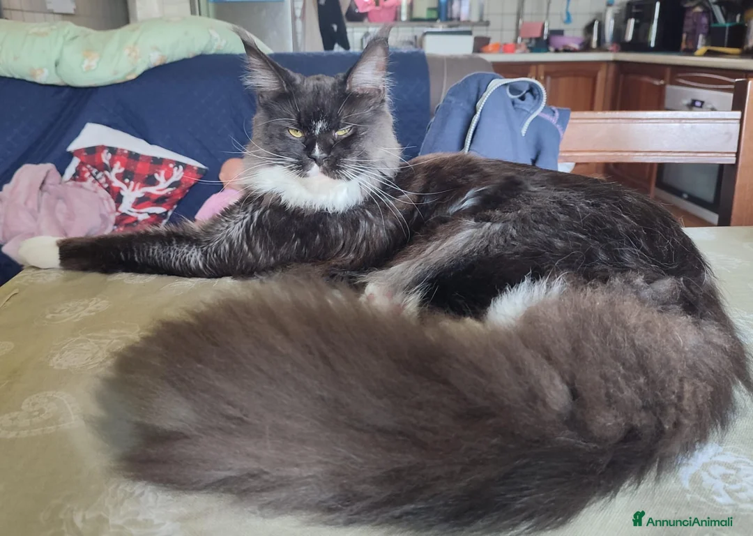Maine Coon gatti in vendita: Gattini Maine Coon Allevamento Amatoriale  - Annuncio 2