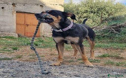 Meticcio cani in regalo: MILLY DOLCISSIMA CAGNOLINA a Provincia di Varese - Immagine 2