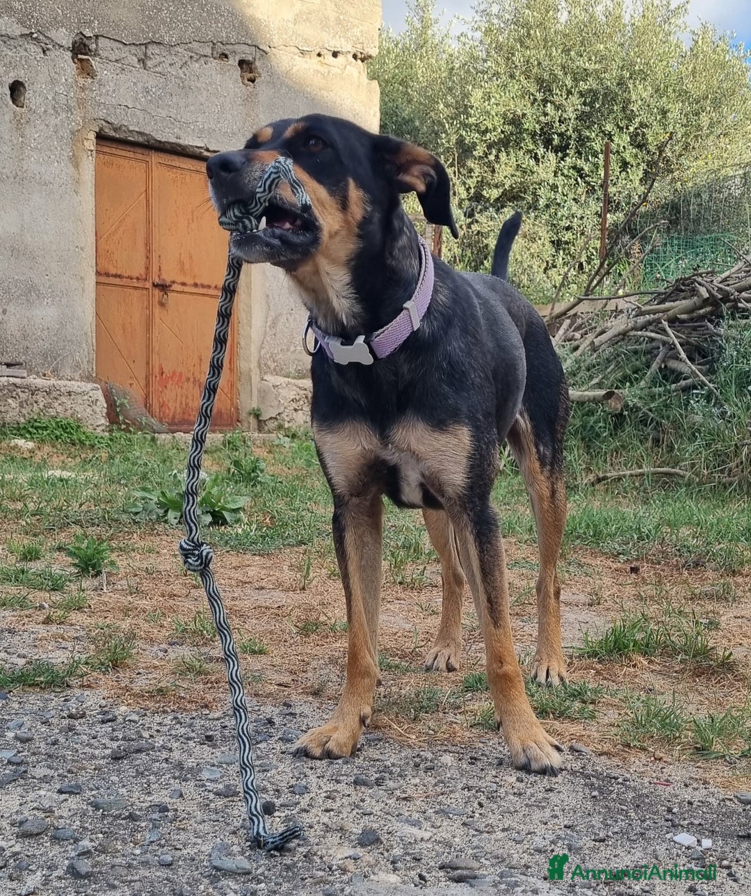 Meticcio cani in regalo: MILLY DOLCISSIMA CAGNOLINA a Provincia di Varese - Immagine 2