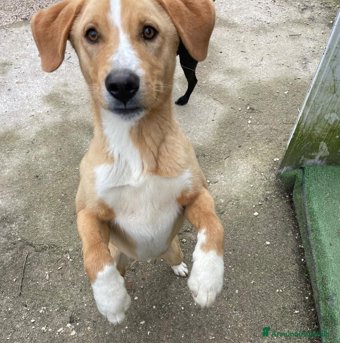 Meticcio cani OLIVER 10 MESI DI DOLCEZZA a Provincia di Brescia - Annuncio 23