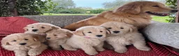 Golden Retriever cani in vendita: CUCCIOLA GOLDEN AMERICANO - Annuncio 2