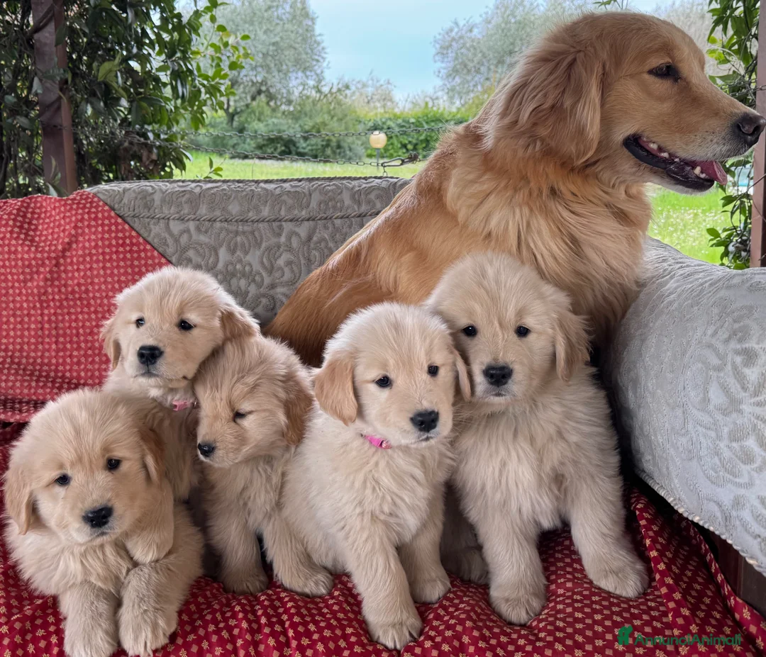 Golden Retriever cani in vendita: CUCCIOLA GOLDEN AMERICANO - Annuncio 2
