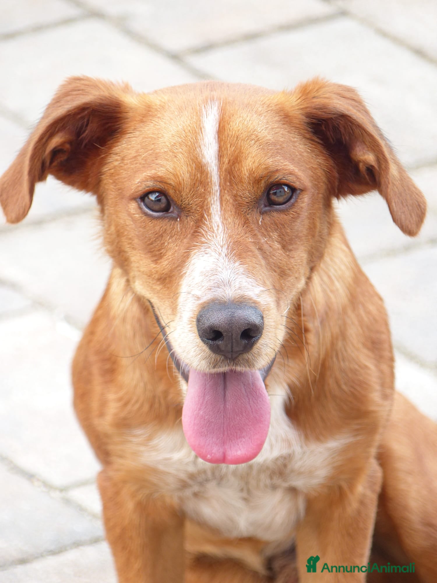 Meticcio cani Bucky: cane di due anni - Annuncio 38