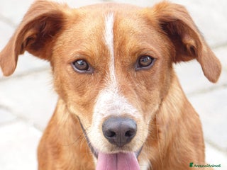 Meticcio cani Bucky: cane di due anni - Annuncio 3