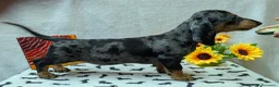 Bassotto cani in vendita: Bassotto tedesco standard pelo corto pedigree ENCI - Annuncio 12