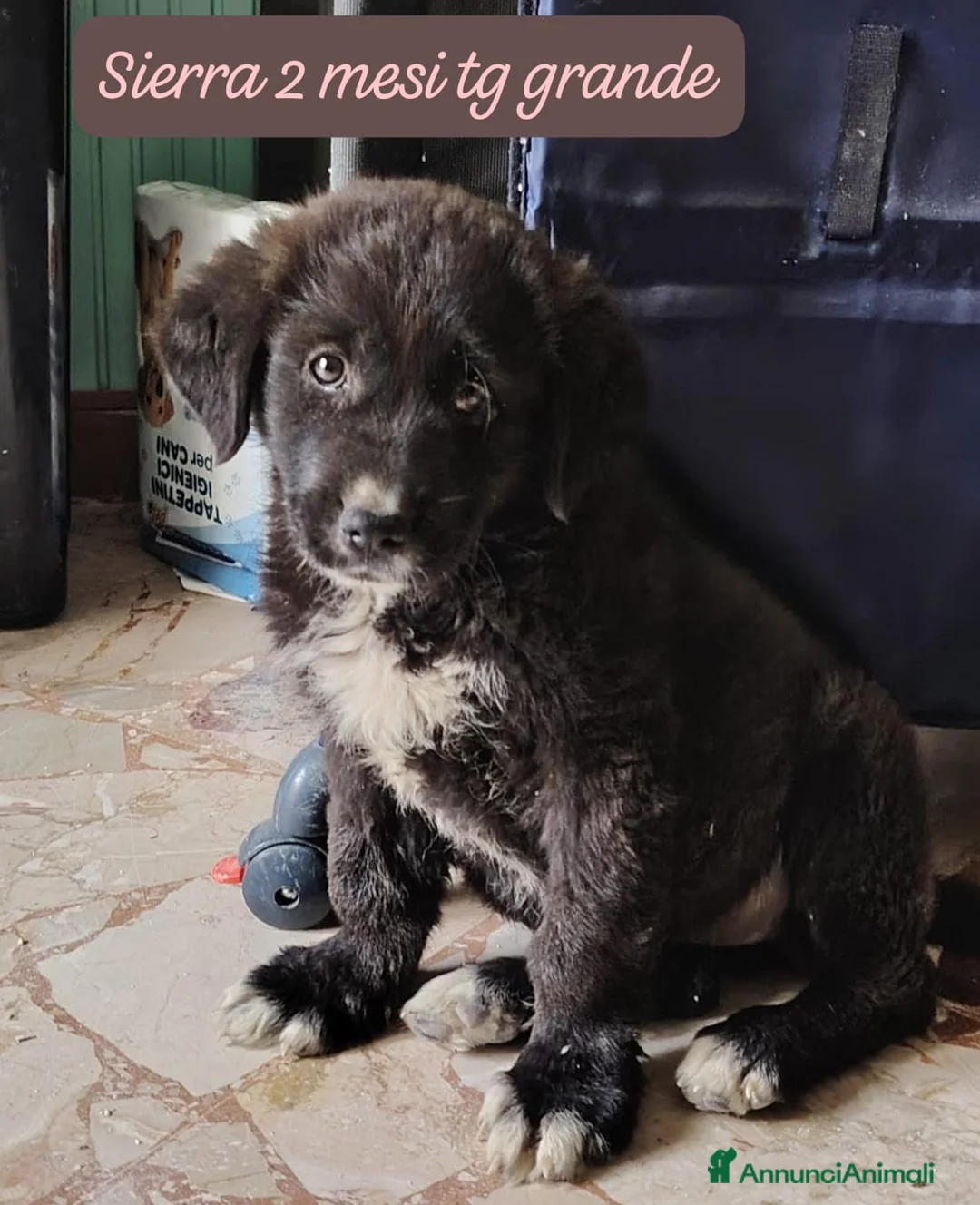 Meticcio cani in regalo: Tanti cuccioli da salvare  a Città Metropolitana di Bologna - Annuncio 11