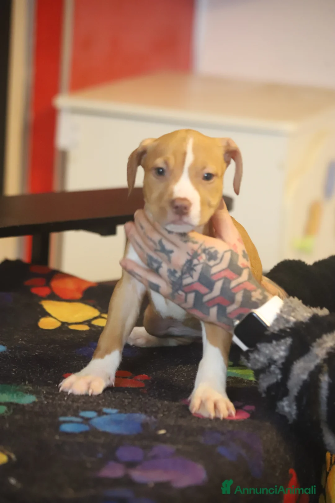 Pitbull cani in vendita: Cuccioli di Pit Bull con pedigree anche a rate - Annuncio 4