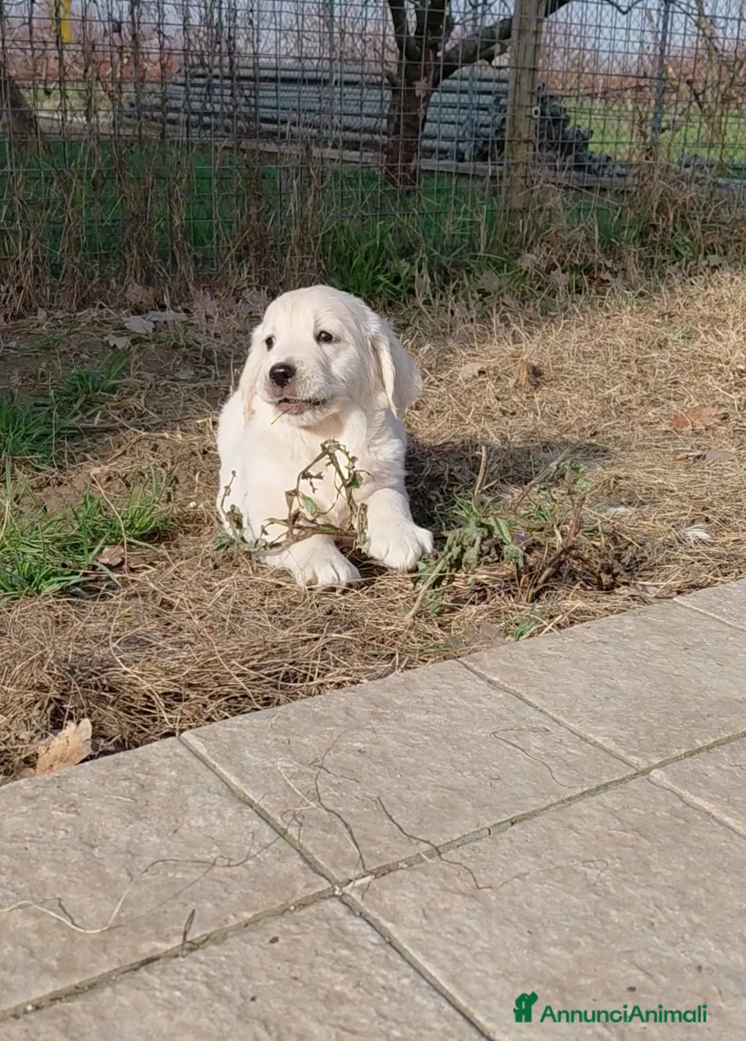 Golden Retriever cani in vendita: Cucciolindi Golden retriever - Annuncio 3
