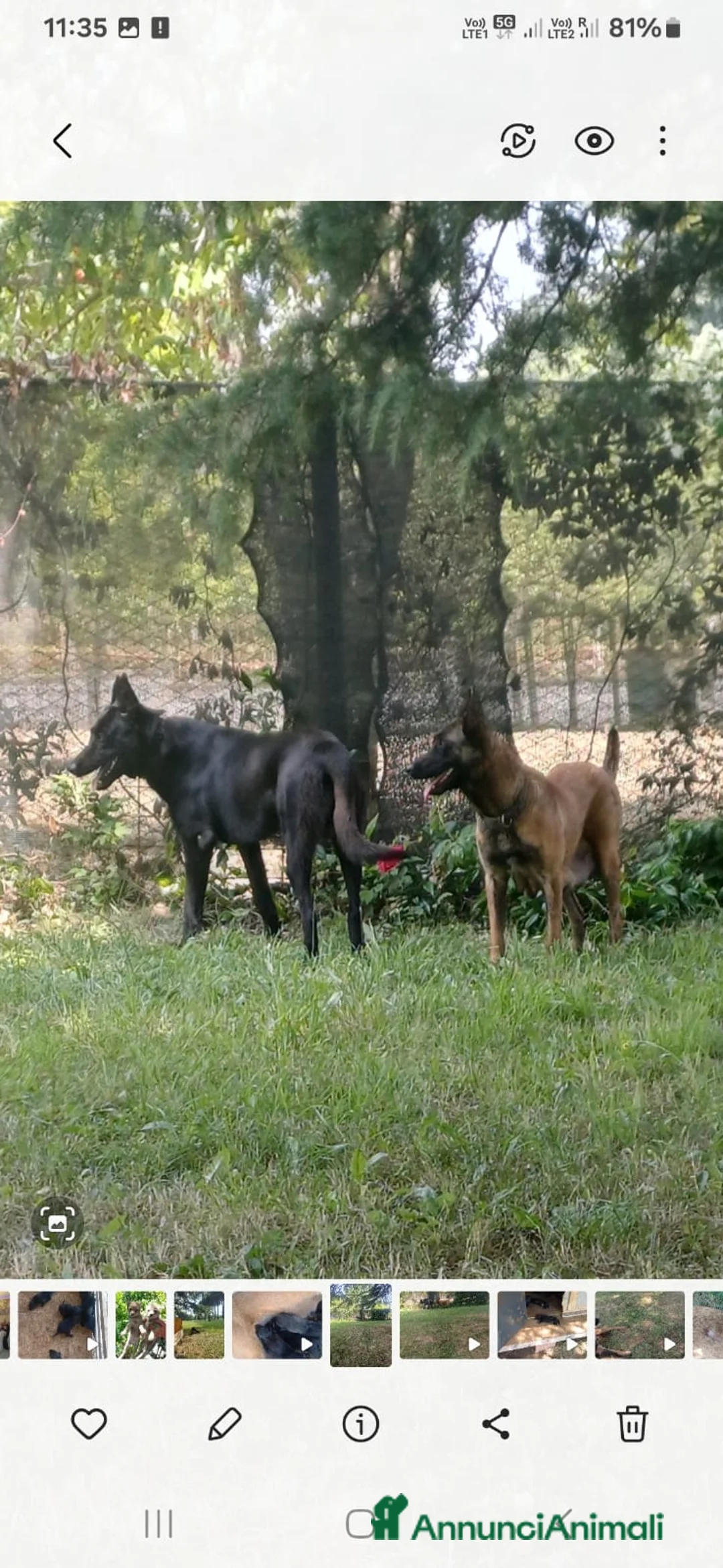 Pastore Belga cani in vendita: 15 Cuccioli Pastore Belga Malinois a Città metropolitana di Roma Capitale - Annuncio 2