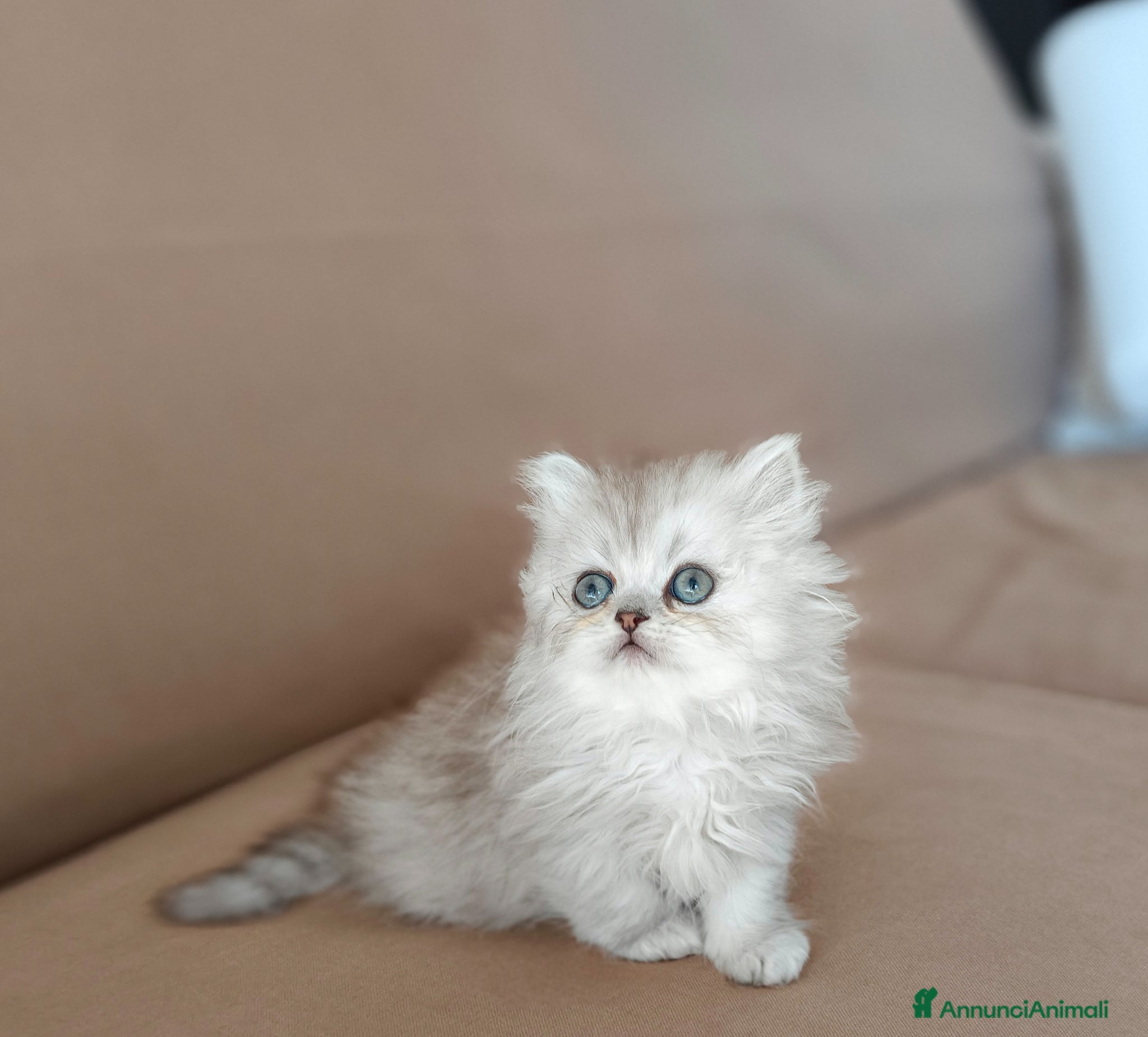 Persiano gatti Cucciola persiana  - Annuncio 1