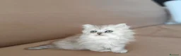 Persiano gatti in vendita: Cucciola persiana  - Annuncio 12