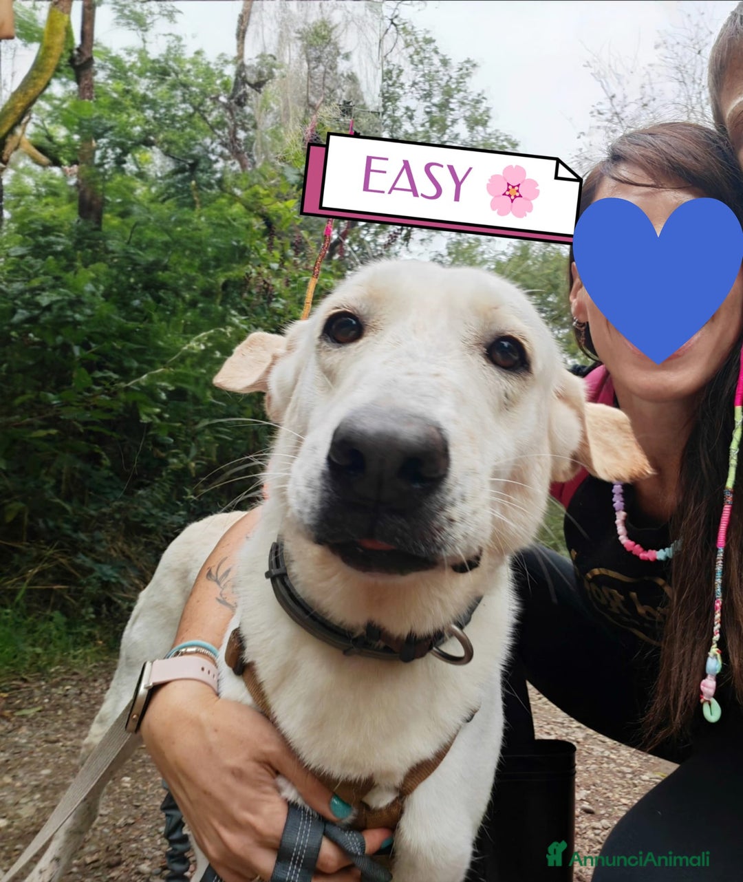 Labrador cani in regalo: Splendida Labrador - EASY a Città metropolitana di Milano - Annuncio 1