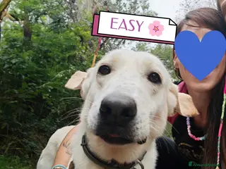 Labrador cani Splendida Labrador - EASY a Città metropolitana di Milano - Annuncio 19