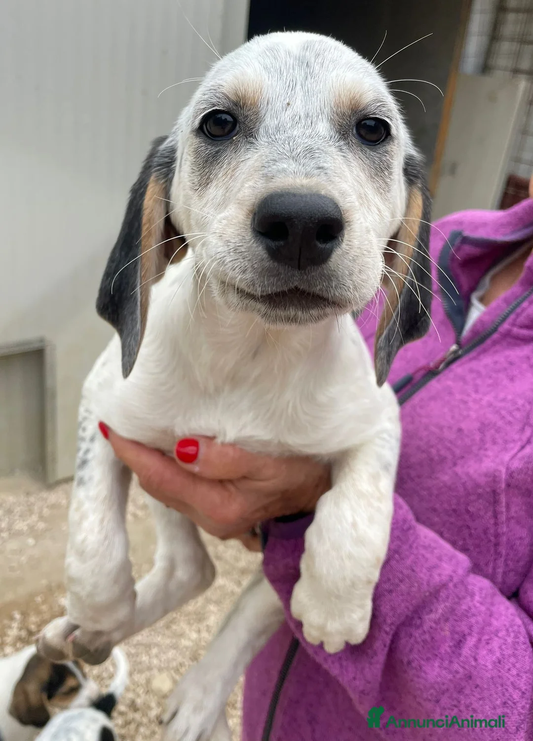 Meticcio cani in regalo: LA TENERISSIMA SIRYA - Annuncio 8