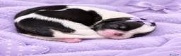 Shih Tzu cani in vendita: Cuccioli di Shih Tzu - Annuncio 10