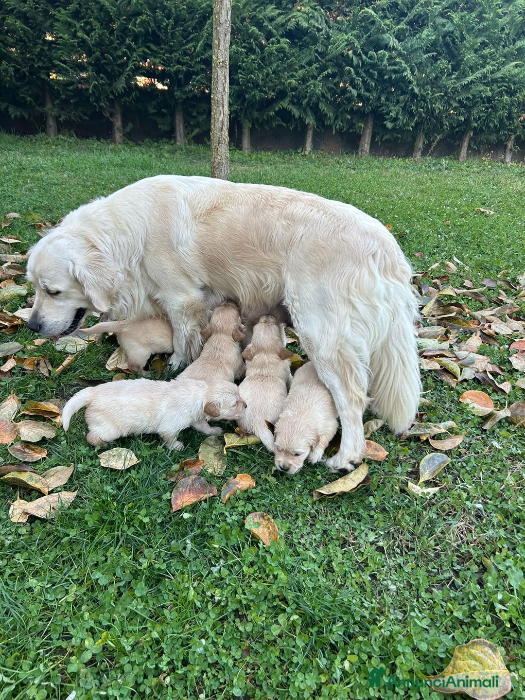 Golden Retriever cani in vendita: Golden retriever  - Annuncio 5