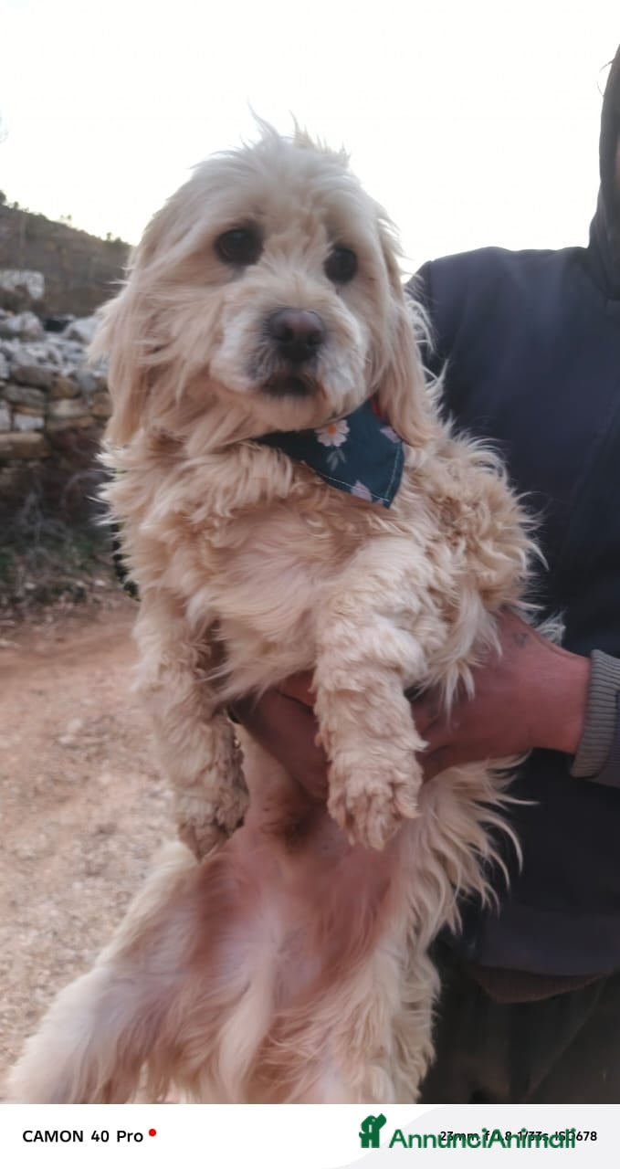 Meticcio cani in regalo: Snoopy, un meticcio coccolone - Annuncio 3