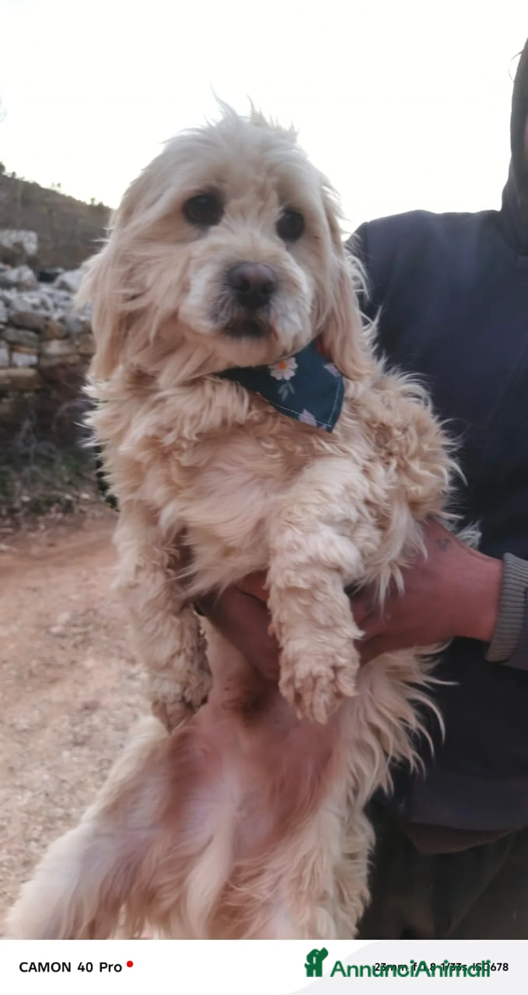 Meticcio cani in regalo: Snoopy, un meticcio coccolone - Annuncio 1