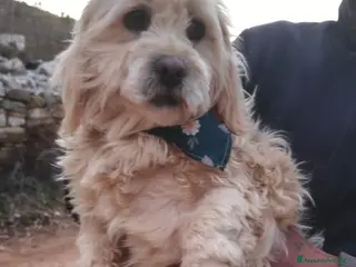 Meticcio cani in regalo: Snoopy, un meticcio coccolone - Annuncio 3