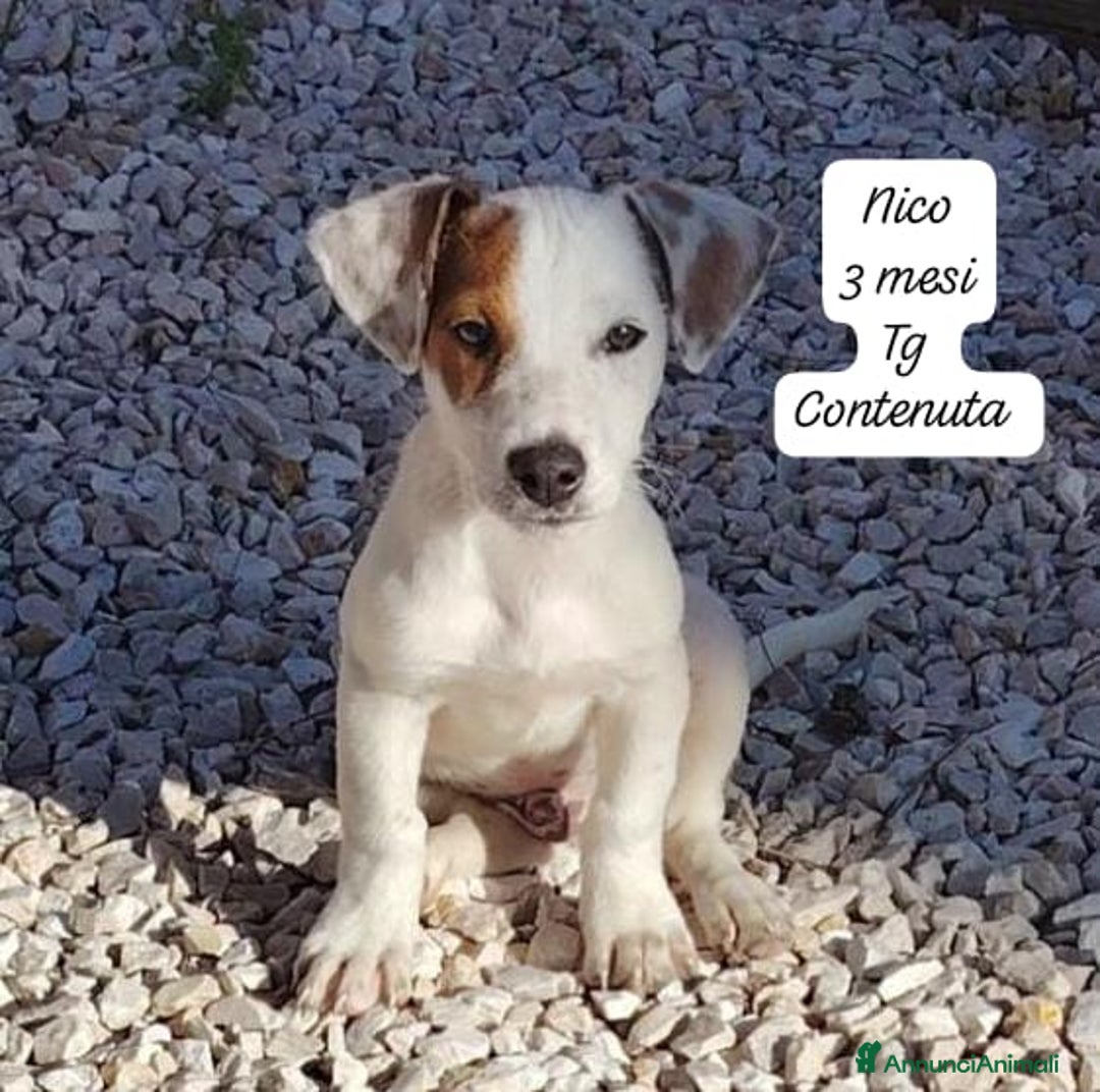 Meticcio cani in regalo: Adotta un cucciolo invisibile  - Annuncio 2