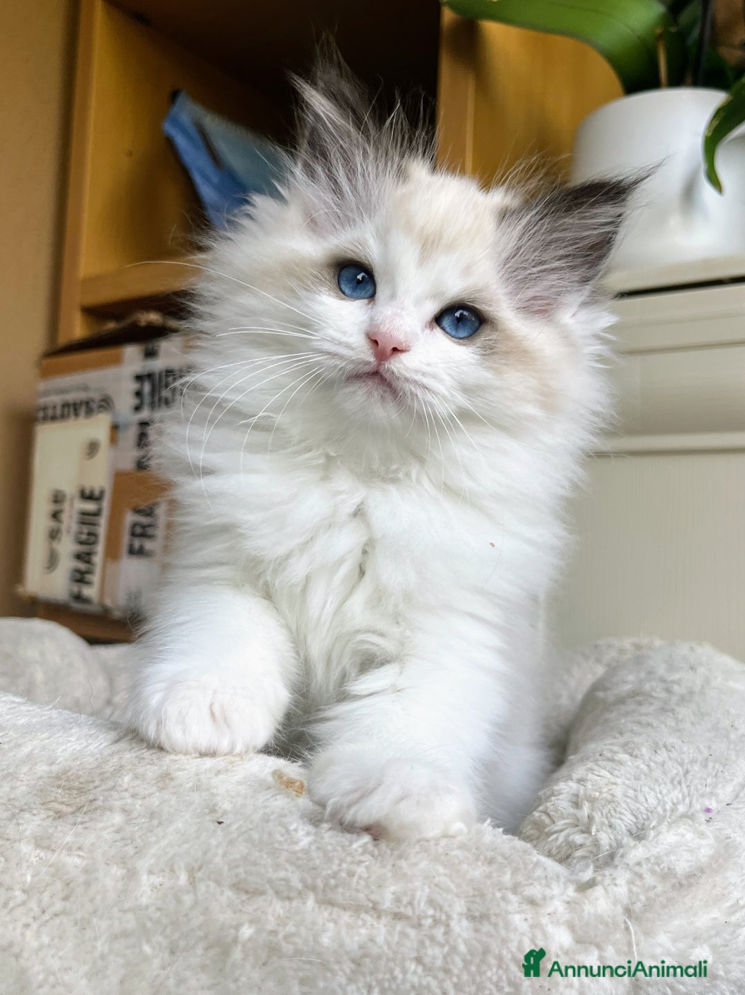 Ragdoll gatti in vendita: Splendida cucciola Choco bicolour - Annuncio 7