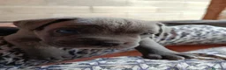 Cane Corso cani in vendita: Cuccioli CANE CORSO speciali - Annuncio 4