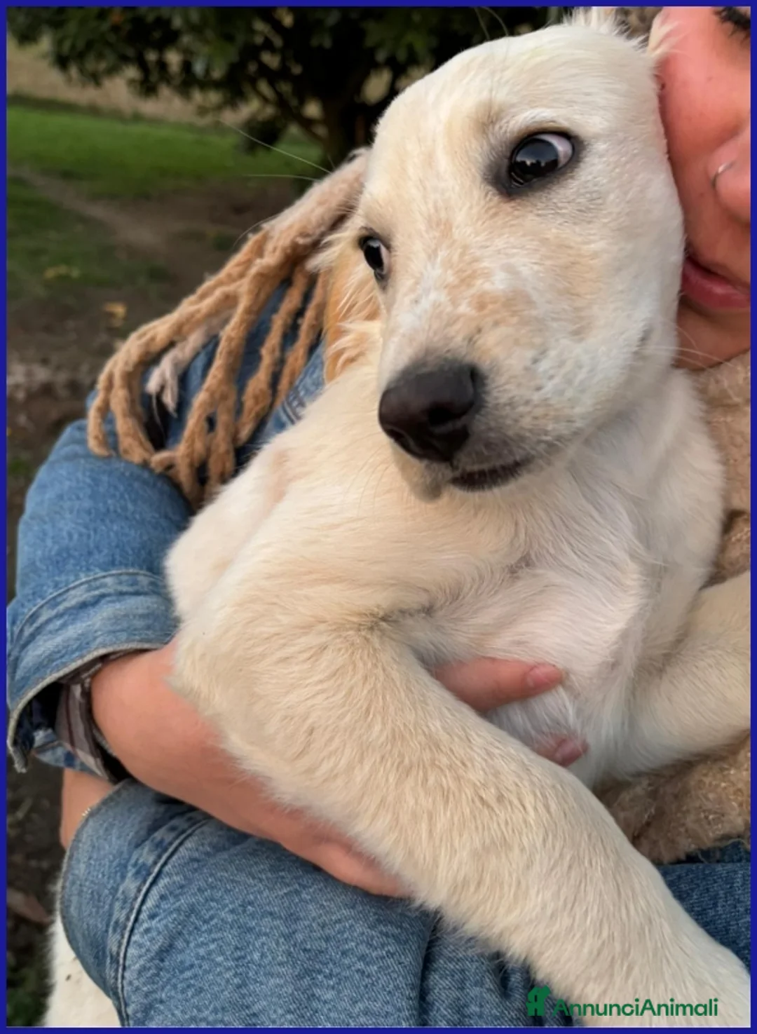 Meticcio cani in regalo: MIRTILLO, CUCCIOLO 3 MESI MIX SETTER - Annuncio 3