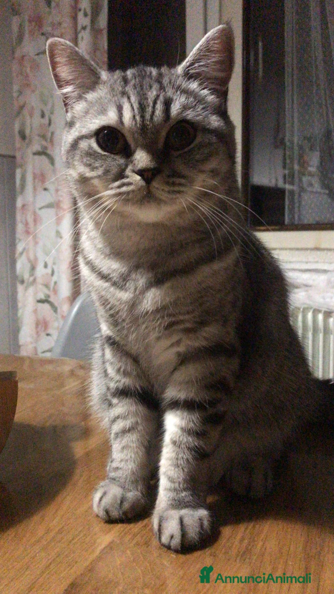Scottish gatti in vendita: Cuccioli di Scottish Fold / Highland Fold  - Annuncio 1