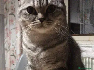 Scottish gatti Cuccioli di Scottish Fold / Highland Fold - Annuncio 2