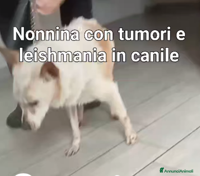 Meticcio cani ADOZ.DE💔:anziana cn tumori e dermat.no canile!!!! - Annuncio 18