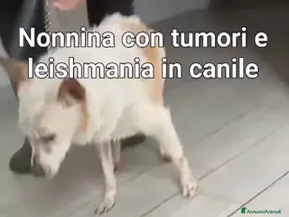 Meticcio cani ADOZ.DE💔:anziana cn tumori e dermat.no canile!!!! - Annuncio 18