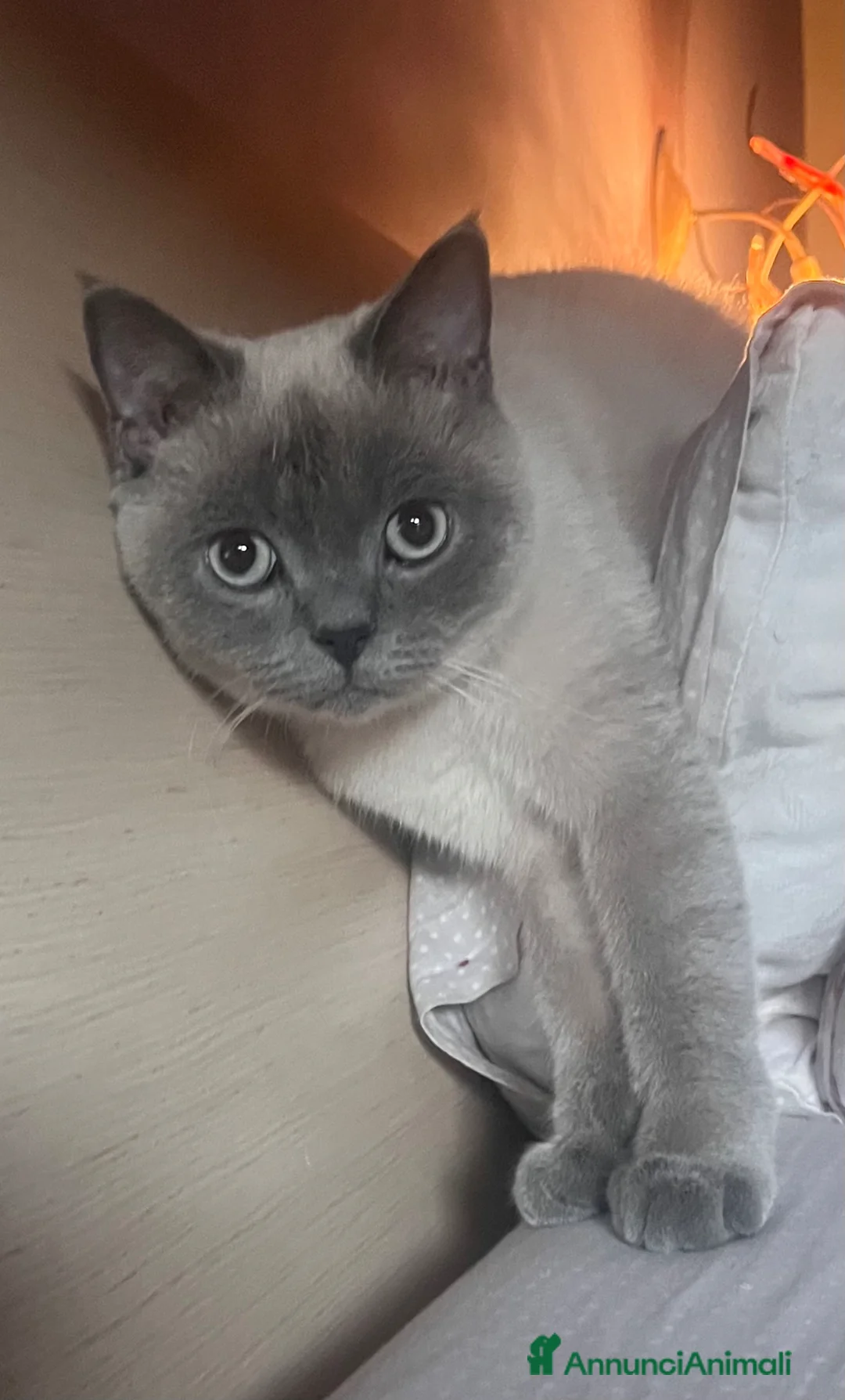 Scottish gatti per accoppiamento: Scottish straight per accoppiamento - Annuncio 2