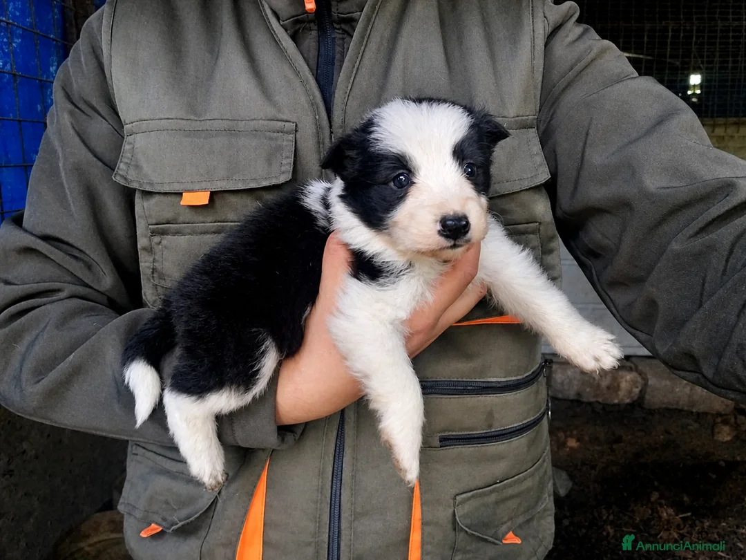 Border Collie cani in vendita: Border Collie  - Annuncio 2