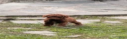 Barboncino cani in vendita: Cucciolo di barboncino  - Annuncio 6