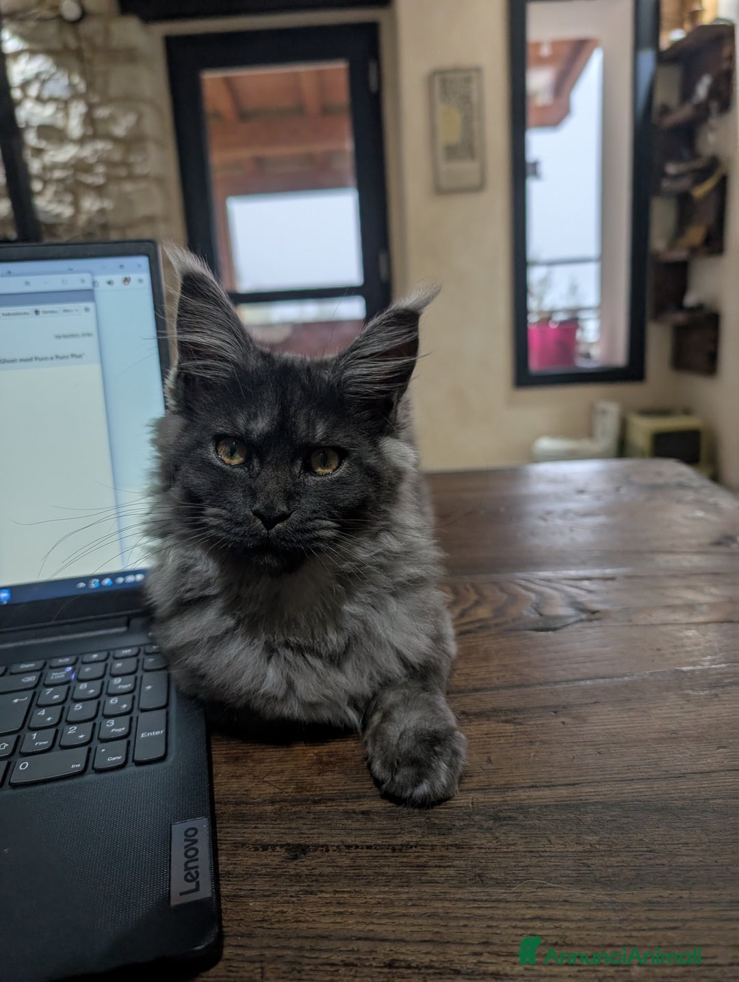 Maine Coon gatti in vendita: Cucciole di Maine Coon blue smoke e nera - Annuncio 6