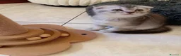 Scottish gatti in vendita: Disponibili Cuccioli Scottish - Annuncio 7