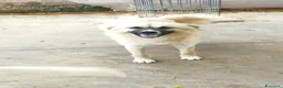 Meticcio cani in regalo: Burka 1 anno, buonissima - Annuncio 10